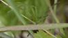 Micrommata virescens